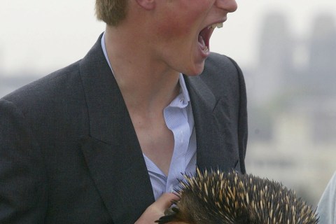 Prince Harry holds Echidna