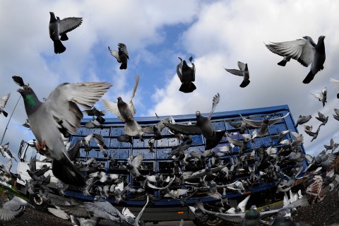 Racing pigeons are released from their racing boxes as they start their flight from Alnwick to their home lofts across Yorkshire and Humberside