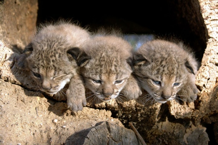 Iberian Lynx Cubs | PHOTOS: The 15 Cutest Endangered Animals in the World |  