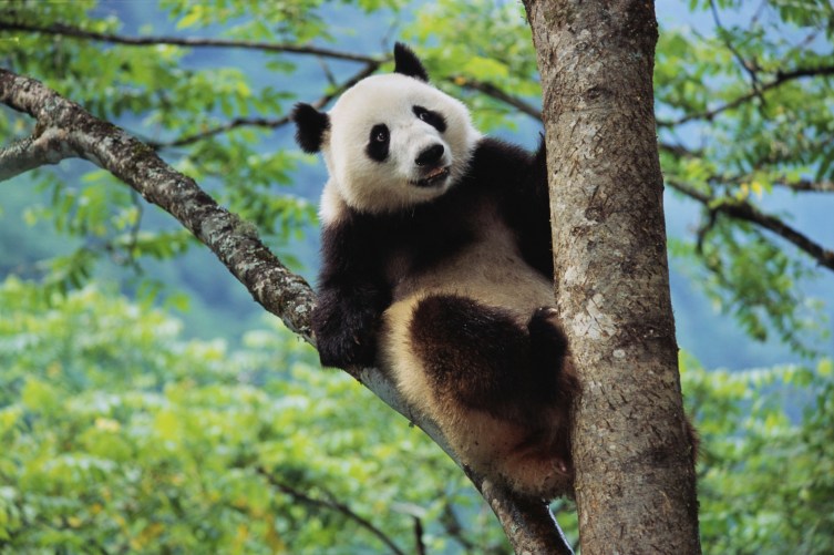 Giant Panda PHOTOS The 15 Cutest Endangered Animals in