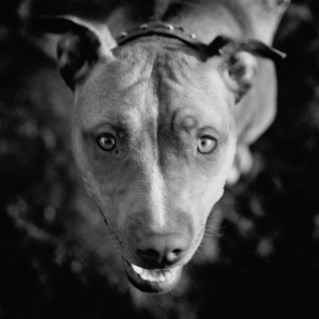 american pit bull terrier