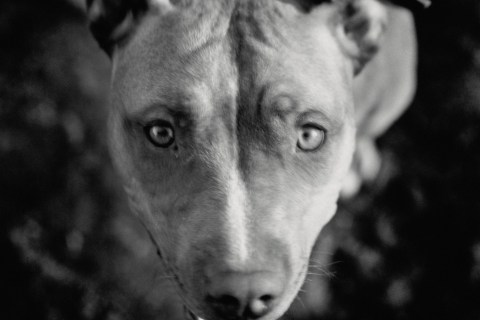 american pit bull terrier