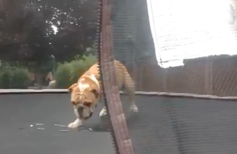 trampoline bulldog screengrab