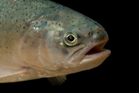 A rainbow trout fish