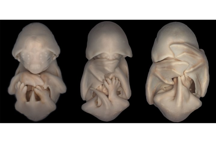 Bat embryo