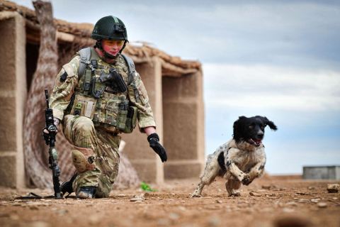 Image: Lance Corporal Liam Tasker and his Springer spaniel Theo, who was posthumously presented with the Dickin Medal on October 25, 2012.