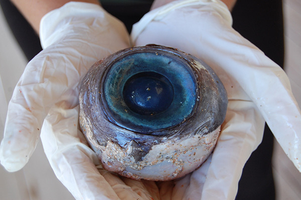 Giant eyeball found on beach, posing mystery for marine biologists
