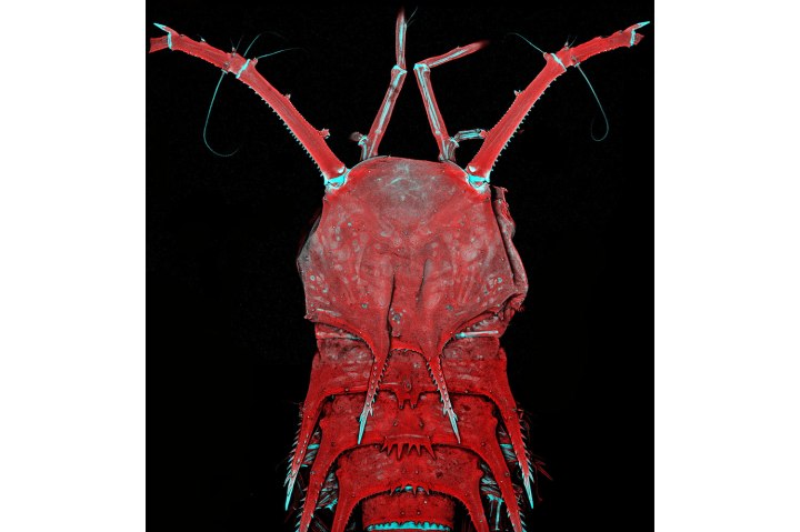 A deep-sea copepod 