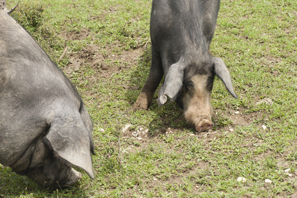 Væve Limited bit Oregon Farmer Eaten by Pigs | TIME.com