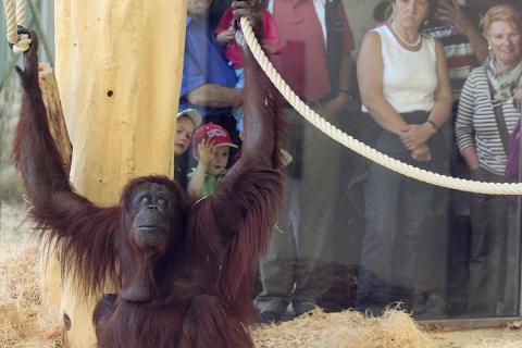 33 year-old female Orangutan 'Nonja' is