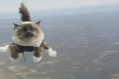 skydiving cats screengrab