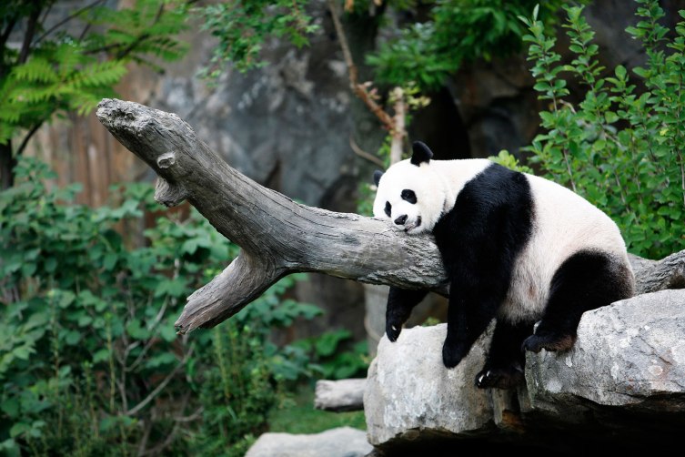 A Panda Dies Too Soon | News and Trends | TIME.com