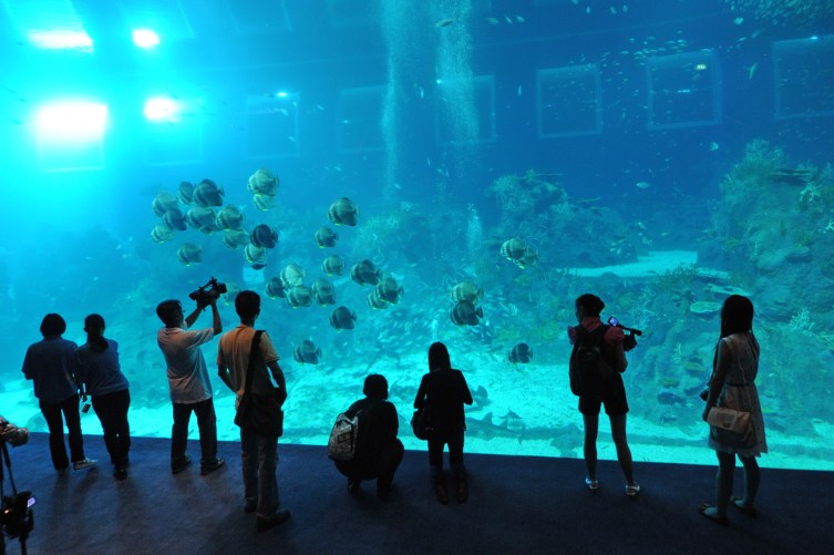 Portal Omhyggelig læsning spøgelse The World's Largest Aquarium Opens in Singapore | TIME.com