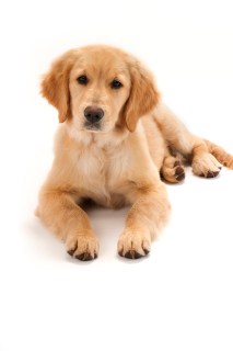  A golden retriever puppy