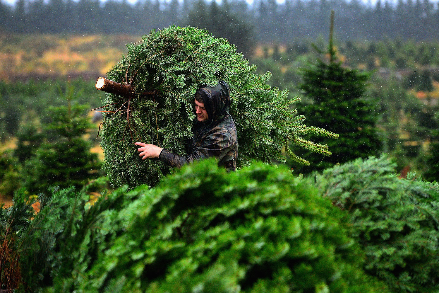 christmas tree growers