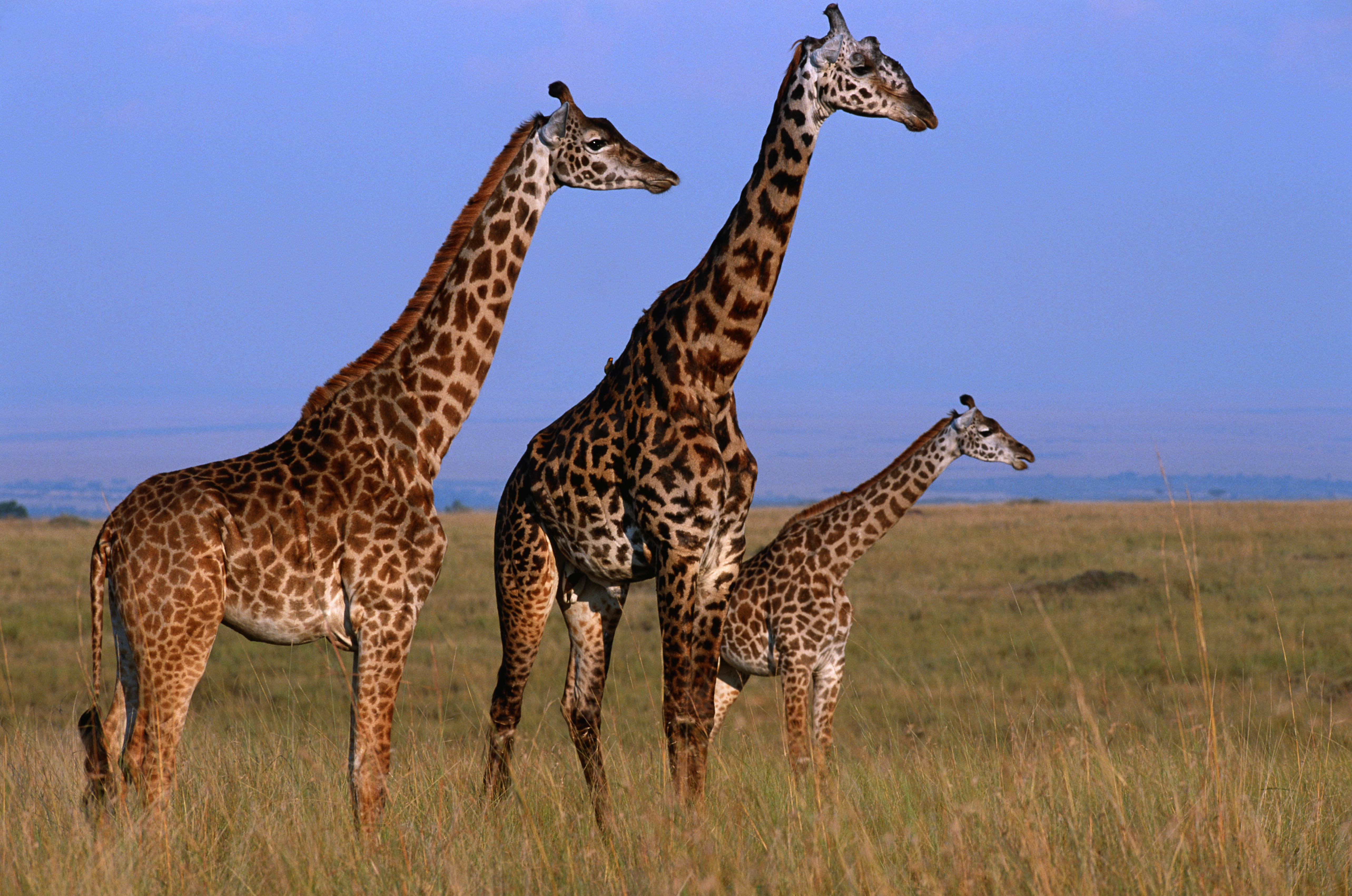 Где живет жираф на каком материке. Жираф. Жирафы фото. Три жирафа. Жирафы семья.