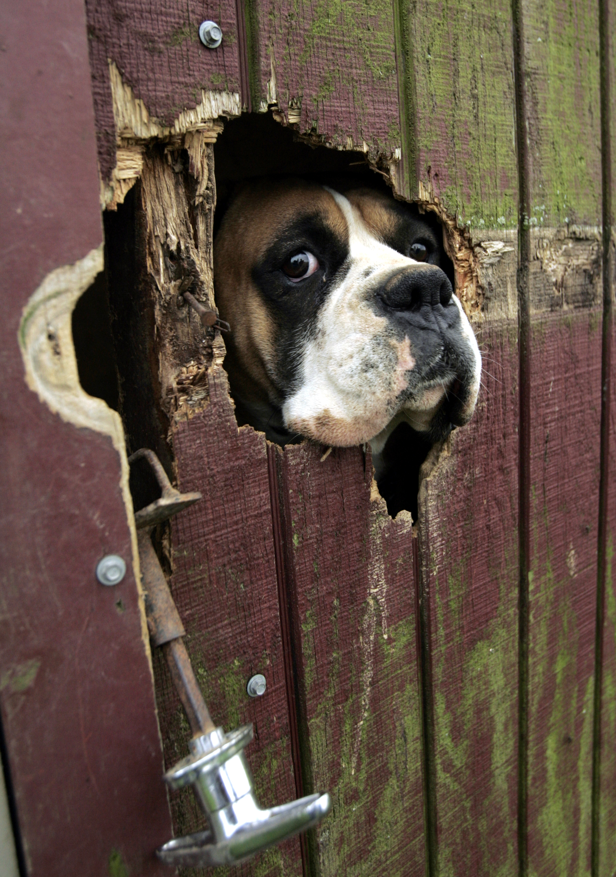Собака за забором