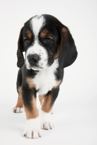 4. Beagle