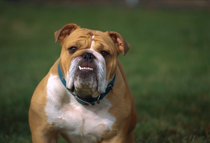 5. English Bulldog