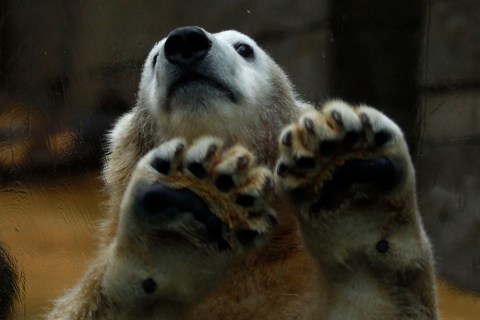 Anori, one-year old polar bear, plays in her enclosure at the zoo in Wuppertal