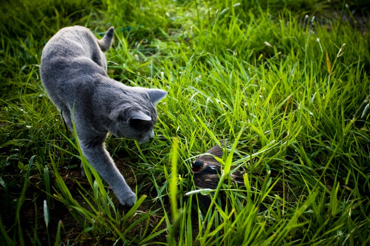 New Zealand Economist Abolish Pet Cats to Save Birds