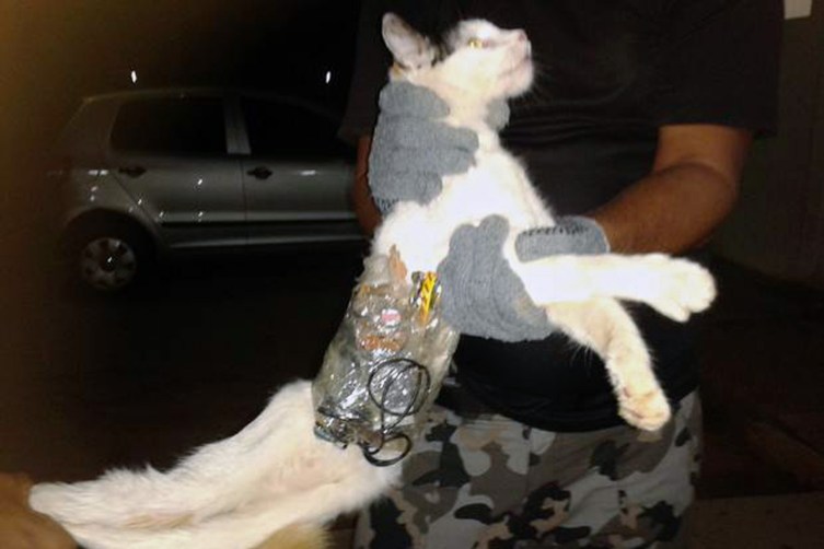 Cat Caught Smuggling Contraband into Brazilian Prison | TIME.com