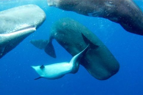 Dolphin with Sperm Whales