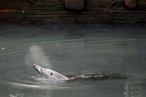 Wounded Dolphin Stuck In Polluted Brooklyn Canal