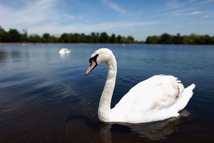 Someone Is Kidnapping and Eating Britain’s Swans | TIME.com