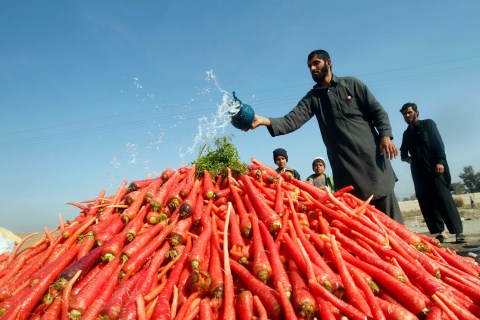 A vendor throws water on a pile of carrots as he waits for customers on outskirts of Jalalabad city