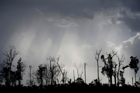 The remains of virgin Amazon rainforest are seen after it was cleared for its wood along the PA 150 highway near Moju