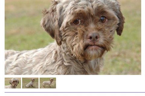 480px x 320px - Tonik, the Dog with the Human Face, Is Up for Adoption | TIME.com