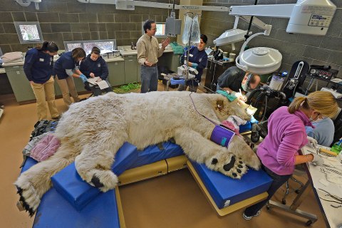 A Polar bear exam at Pt. Defiance Zoo & Aquarium