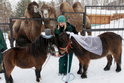 Camels watch as an employee of Royev Ruchey Zoo feeds treats to male Shetland pony, Silver, and female, Zorka, dressed up as a groom and bride at the suburbs of Russia's Siberian city of Krasnoyarsk