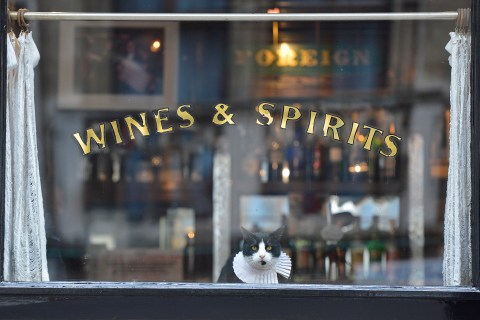 A cat watches passers-by from a pub window in central London
