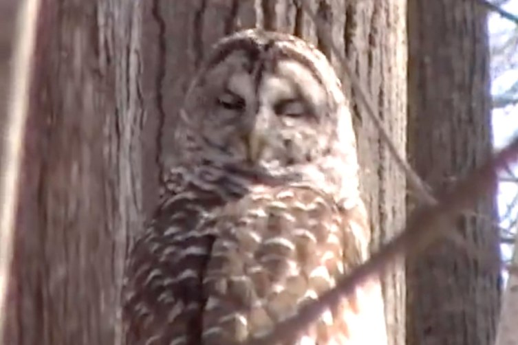 How Do Owls Turn Their Heads All the Way Around? Here's the Science