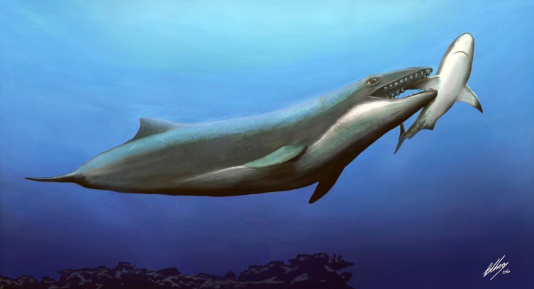 California Highway Dig Yields New Whale Species | TIME.com