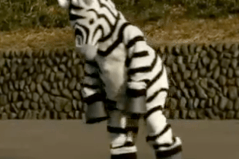 zebra escape