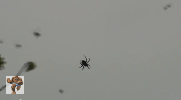 Australia: where spiders rain down from the sky - video report, World news