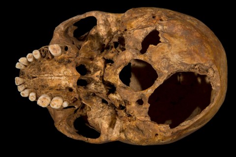 The base of Richard III's skull, which has had a section sliced off (bottom right), is seen in this photograph provided by the University of Leicester and received in London