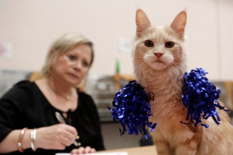 A Maine coon cat is examined by a judge during the Athens 21st International Cat Show