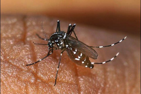11/00/2005. Authorities launch massive mosquito eradication operation on Reunion Island to contain spread of mosquito-borne chikungunya.