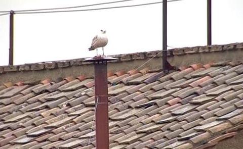 pope seagull