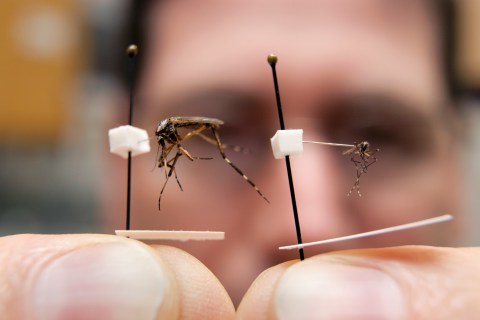 Entomologist Phil Kaufman shows the size difference between an invasive Asian tiger mosquito, right, and the native species Psorophora ciliata, sometimes called the gallinipper.
