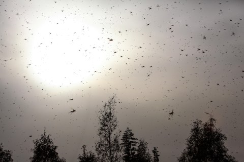 Swarms of locusts fly over Al-Moqattam district of Cairo on March 2, 2013.