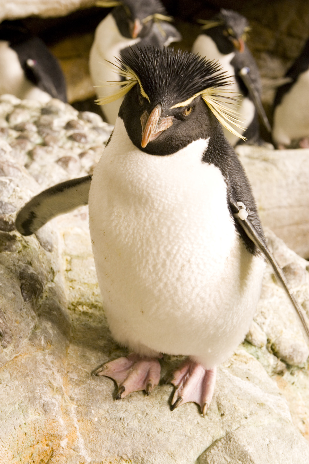 Chicago Northwestern Students Make Shoes for Shedd