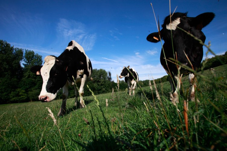 British Dairy Farmer Creates Pure Milk Vodka