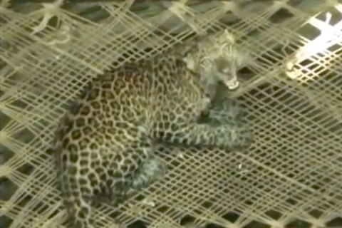 Leopard in well