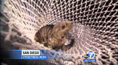 rescued sea lion in san diego