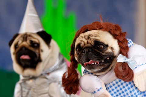 Two pug dogs dressed up as Dorothy and the Tin Man,  from the movie "Wizard of Oz ", as they are posed to have their picture taken at the Pug Rescue of San Diego County's 20th annual Pug Party in Del Mar